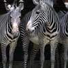 zebras