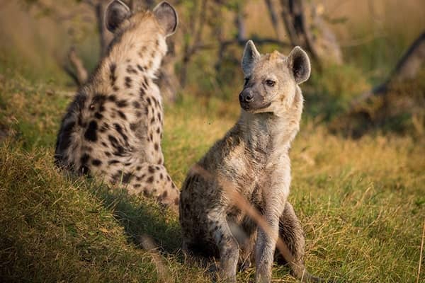 hyenas kenya