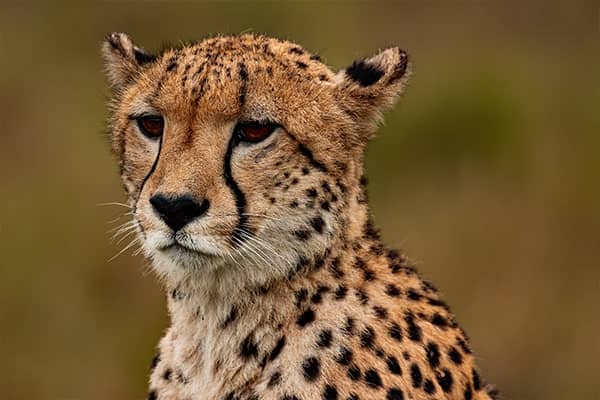 cheeta